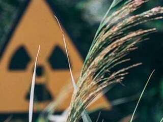 V Černobyle existuje huba, ktorá miluje radiáciu: Pozerá sa po nej aj NASA, ako po materiáli, ktorý nám otvorí vesmír