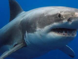 Najdlhšie žijúce žraloky sveta môžu ukrývať kľúč ku zraku, ktorý neochabne ani po stáročiach