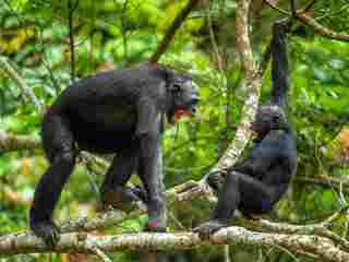 Vedci prvýkrát zachytili „občiansku vojnu“ u šimpanzov. Dve frakcie proti sebe roky viedli smrteľný konflikt