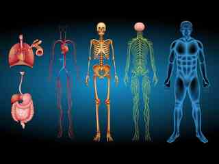 Takmer 9 z 10 pacientov po transplantácii hovorí o zmene osobnosti. Veda vysvetľuje, prečo sa to deje