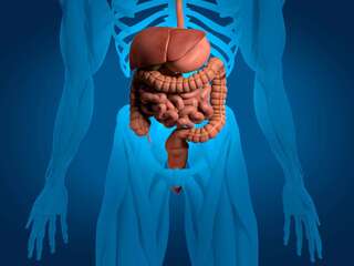 Ako strava, ktorú ješ, mení črevný mikrobióm? Veľký výskum odhalil rozdiely medzi všežravcami, vegetariánmi a vegánmi