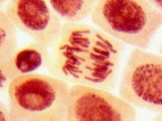 Vedci v ľudskom tele objavili niečo, čo nezodpovedá našim predstavám o živote. Hovoria o hranici života
