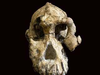 Ikonická fosília „Little Foot“ odhalila obrovské prekvapenie: Môže ísť o úplne nový druh človeka