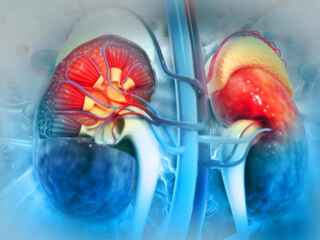 Prelom v medicíne: Vedci vytvorili univerzálnu obličku kompatibilnú s každou krvnou skupinou