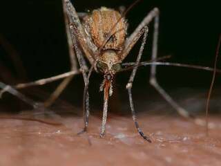 Prečo ti komáre vždy lietajú okolo hlavy alebo ramien? Vedci odhalili presný mechanizmus, ktorý ich k tebe spoľahlivo navádza a vysvetľuje, čo ich najviac priťahuje