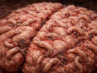 Parazit, ktorý žije v mozgu miliónov ľudí, nie je pasívny. Vedci zistili, že je omnoho aktívnejší, než sme si mysleli