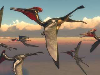 Rozklad ho mal zničiť. Krídlo pterosaura prežilo 113 miliónov rokov vďaka zvláštnej chemickej pasci