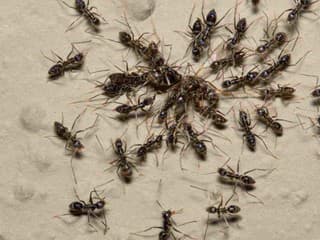 Keď mravec ochorie, prijme najvyššiu obetu: Nová štúdia ukazuje, ako pýtajú iné mravce o smrť