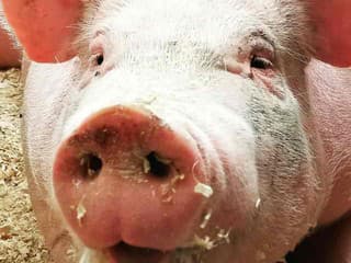 Jedna z najprelomovejších transplantácii tohto roka so sebou priniesla aj nevšedný paradox