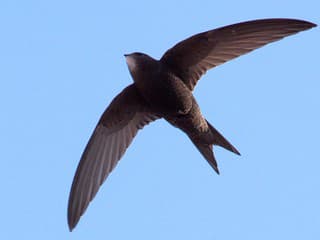 Dokážeš uhádnuť ako najdlhšie vydrží vták vo vzduchu? Tento drobný tvor prekonáva všetky rekordy!