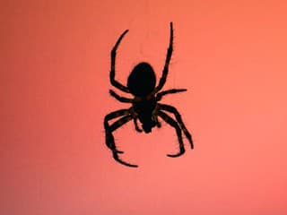 Zoznámte sa, toto je “Pink Floyd”: Tento pavúk s netradičným menom dokáže loviť 6-krát väčšiu korisť ako on