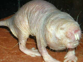 Keď kráľovná tohto druhu umrie, rozpúta sa brutálna vojna: Jedna kolónia však urobila niečo, čo sme doteraz nevideli