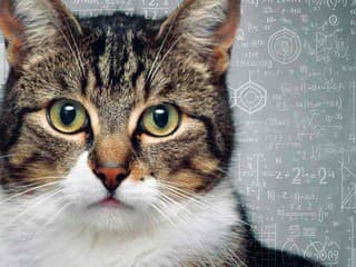 Prečo mačka dopadne vždy na labky? Nová štúdia rozobrala fyzikálny problém, ktorý sa rieši už od roku 1894