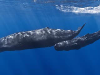 Výskumníci ponúkli záber, ktorý privádza mýty k životu: Pozri sa, ako sa gigantické veľryby zrážajú hlavami