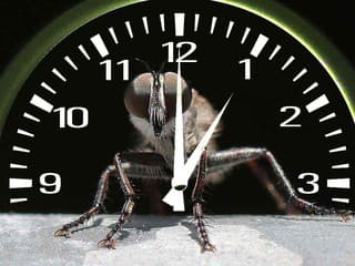 Nie všetok život na Zemi vníma čas rovnako, hovoria vedci: Toto je dôvod, prečo tak ľahko nechytíš muchu holými rukami