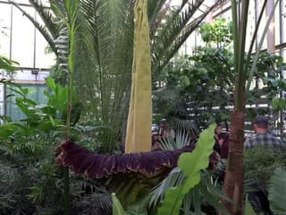 V botanickej záhrade v Bratislave rozkvitol 2.6 metra vysoký zmijovec obrovský (Amorphophallus titanum)