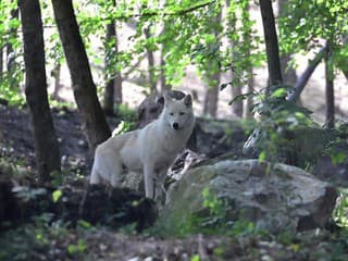 Zoologická záhrada v Košiciach obnovila chov vlkov