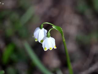 Rozkvitnuté bledule jarné karpatské v rezervácii Jovsianska hrabina