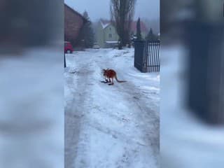 Polícia dostala oznámenie, ktorému sa ťažko verilo: Po ceste skákala kengura