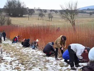 V miestnej časti Vrbník sa uskutočnil tradičný zber vŕbového prútia