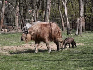 V ZOO Bratislava sa narodilo vzácne mláďa takina zlatého