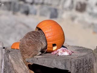 V košickej ZOO servírovali zvieratám halloweenské tekvice