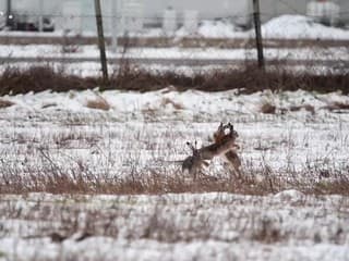 Zajace a jarabice na poliach pri Oľdzi