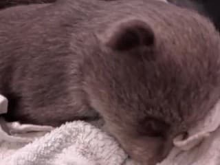 Medvieďatá po zastrelenej medvedici Filip Kuffa