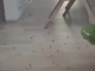 Ekologická KATASTROFA pri Bratislave? Obyvateľov terorizujú muchy! Zábery len pre silné povahy, čo na to kompetentní?