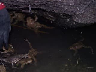 Prešovčania pomáhajú žabám cez cestu migrovať z lesa k rybníku