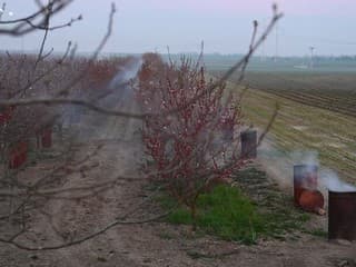 Zadymovanie ovocných sadov v Majcichove