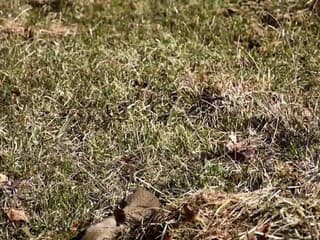 Sysľom sa na Muránskej planine darí, po zime sa už zobudili tisícky jedincov