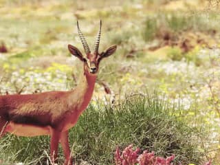 Harrat Uwayrid - chránená oblasť v Saudskej Arábii