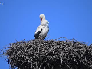 Bocian biely na hniezde v Špačinciach