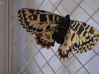 Výstava Motýlie krídla v Západoslovenskom múzeu