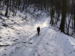 Útulňa Jozefa Maka v Malých Karpatoch