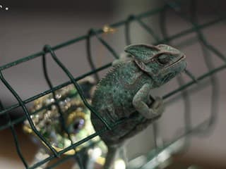 Svet exotiky prilákal množstvo nadšencov akvaristiky a teraristiky