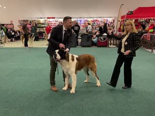 Na výstavisku v Nitre sa stretli chovatelia psov z 22 krajín sveta