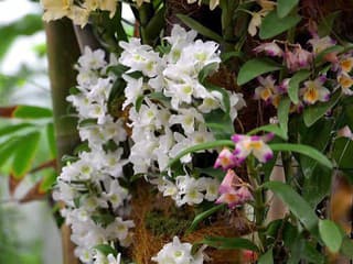 Stovky orchideí prezentuje výstava v košickej botanickej záhrade