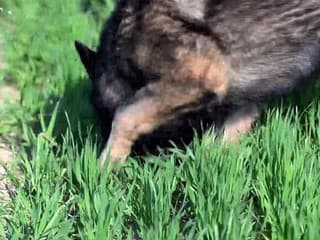 Vranov nad Topľou hostí majstrovstvá sveta v stopovaní psov