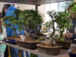 Cassovia bonsai výstava v Botanicej záhrade