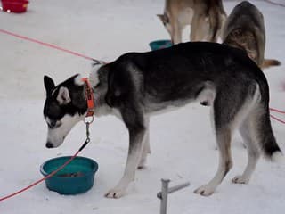 Medzinárodné preteky psích záprahov v areáli bežeckého lyžovania pri obci Stratená