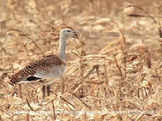 Záliv Bohai v Žltom mori je útočiskom množstva sťahovavých vtákov
