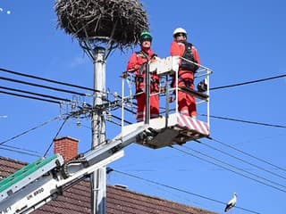 Krúžkovanie bocianích mláďat v okolí Trenčína