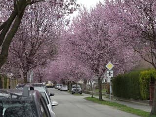Okrasné slivky rozžiarili Gorkého ulicu v Prešove