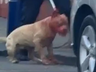 SAN FRANCISCO – Žena iba prechádzala po ulici, keď na ňu zaútočil voľne pobehujúci pitbul. Zviera ju zrazilo na zem a opakovane hrýzlo do rúk, hrude aj tváre. Desivý útok v San Franciscu trval podľa svedkov približne 10 až 15 minút. Ženu previezli do nemocnice so život ohrozujúcimi zraneniami, pes na mieste uhynul.