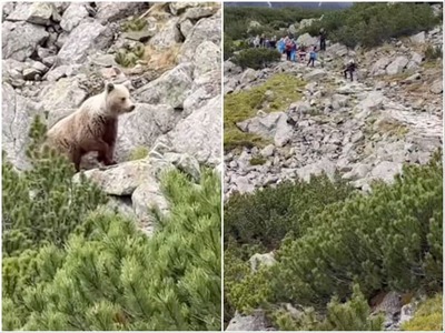 VYSOKÉ TATRY – Sezóna letnej turistiky sa v našich veľhorách ešte len rozbieha, no návštevníci Tatier už teraz čelia vážnemu riziku. Na sociálnych sieťach sa objavilo varovné video, ktoré zachytáva dospelého medveďa v bezprostrednej blízkosti obľúbeného turistického chodníka. Šelma prešla priamo cez cestu, po ktorej denne prejdú stovky ľudí. Správcovia tatranských profilov a horskí experti preto okamžite vydali pre verejnosť rázne upozornenia.