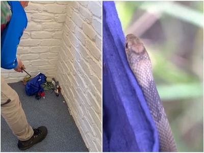 Rodinu z austrálskeho štátu Queensland čakal pohľad ako z nočnej mory. V detskej izbe objavili pakobru východnú, ktorá patrí medzi najjedovatejšie hady na svete. Nebezpečný plaz si našiel úkryt za klietkou s domácou myšou. Na miesto museli privolať profesionálneho odchytávača.