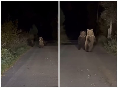 Medvede v žiadnom prípade nie sú a nemali by byť vnímané len ako bezprostredné ohrozenie pre človeka a na najnovšom videu sa aj dozviete prečo. Tvory majú totiž podľa záberov veľmi poetickú dušu s citom pre umenie a na nočnom videu sa pohybovali ako na tanečnom parkete.