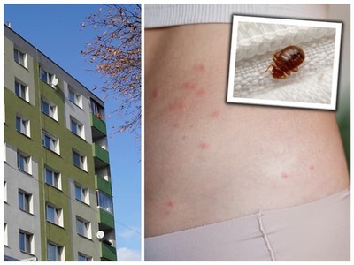 Obyvateľom viacerých bytových domov v bratislavskej Vrakuni komplikujú život nepríjemné ploštice. Nežiadúci hmyz sa môže ukrývať v matracoch, nábytku či rôznych škárach a jeho likvidácia nemusí byť jednoduchá. Mestská časť preto hľadá riešenie, ktoré by zabránilo ďalšiemu šíreniu.